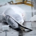 fishermen iceland catch whale with monster net 122450