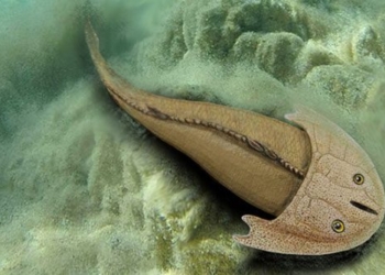 flower strange type of fish with unique helmet 119246