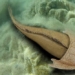 flower strange type of fish with unique helmet 119246