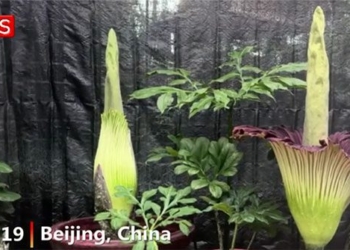 flower withering non stop in beijing 121894