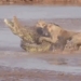 flying tiger fighting crocodile for a violent body and a shocking ending 118563