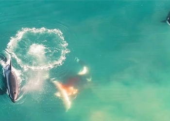 flying whale monster hunts white snake outside south 122061