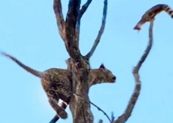 following the new branch which is stuck on tree 121226