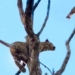 following the new branch which is stuck on tree 121226