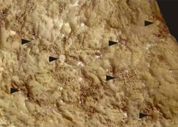 fossil specimen named after ukrainian president 121874
