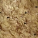 fossil specimen named after ukrainian president 121874