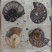 found a 66 million year old stone flower outside a shopping center in bangkok 120340