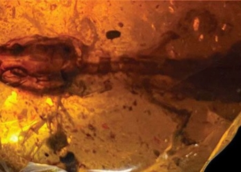 found ancient fossil preserving body of lan 110 million years 119459