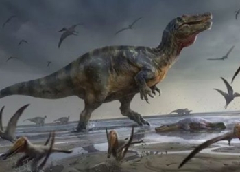 found dragon egg dinosaur crocodile face more than 10m 121051