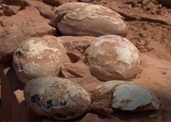 found in the middle of a dinosaur egg 60 million years old in brazil 118071