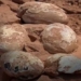 found in the middle of a dinosaur egg 60 million years old in brazil 118071