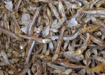 found plastic particles in fish sauce in many asian countries 120400