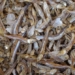 found plastic particles in fish sauce in many asian countries 120400