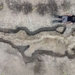 found sea dragon flower 180 million years old over 10m 118250