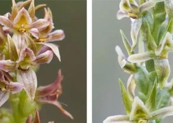 found species of orchid that disappeared for nearly a century 119977