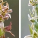 found species of orchid that disappeared for nearly a century 119977