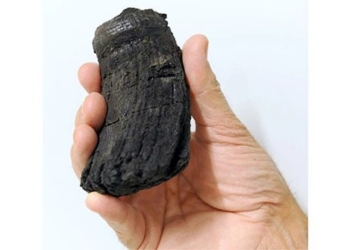 found the dentition of an extinct sea monster in the alps 120262