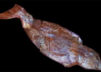 found the perfect stone 150 million years old of the catfish 119873