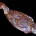 found the perfect stone 150 million years old of the catfish 119873