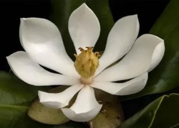 found the wild orchid species has disappeared for nearly 100 years in haiti 122331