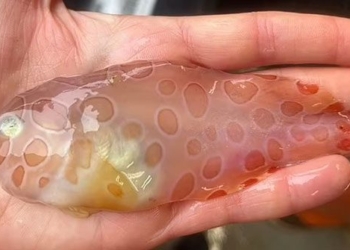 found transparent lotus fish rarely seen behind the sea 121579