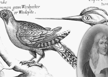 francis willughby the first person to classify bird species 118143