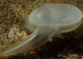 frozen ice age near 30 000 years rare mushroom thriving healthy in california 124297