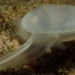 frozen ice age near 30 000 years rare mushroom thriving healthy in california 124297