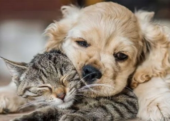 funny and cute moments of animals 122336