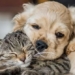 funny and cute moments of animals 122336