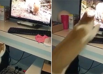 funny cat jumps on sock covered laptop screen 118388