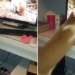 funny cat jumps on sock covered laptop screen 118388