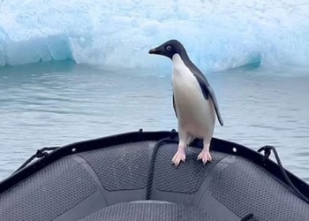 funny story about a bird chasing a fish jumping onto a boat to escape 118879