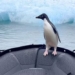funny story about a bird chasing a fish jumping onto a boat to escape 118879