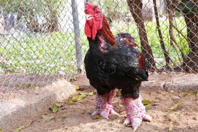 A Dong Tao chicken with huge legs in Vietnam.