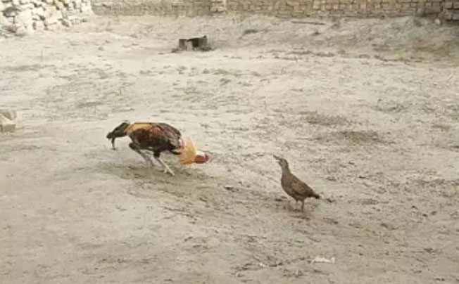 The surprising outcome as the francolin continuously defeats the rooster in a duel