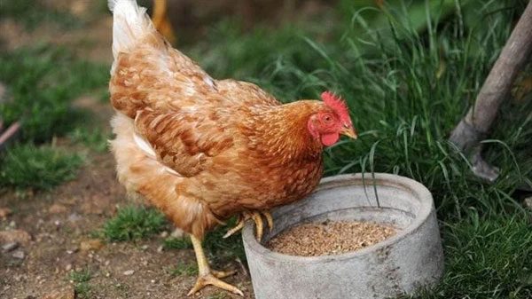 Hens can also crow like roosters.