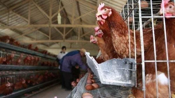Most of the chicken population lives on farms, raised for eggs or meat.