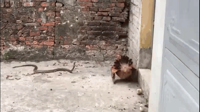 ga me tu chien ran ho mang