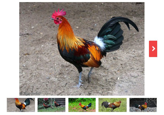 From left to right are the subspecies of red junglefowl