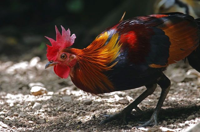 Thai Red Junglefowl.