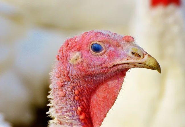 Turkeys have eyes on the sides of their heads, providing a wider field of vision.