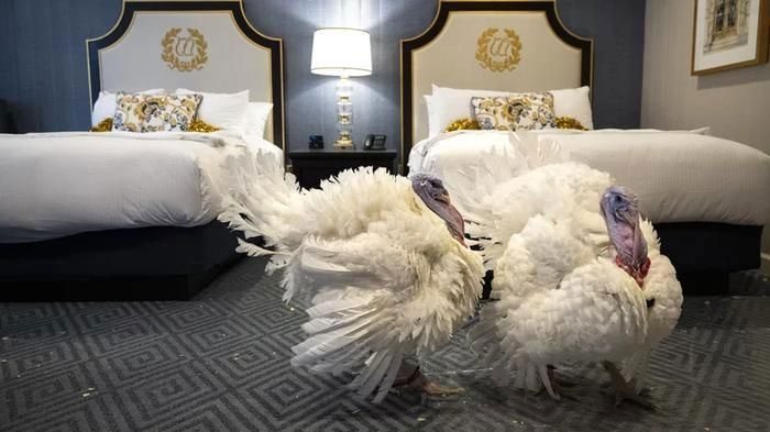 Pardoned turkeys also do not live long due to a rich diet making them too fat