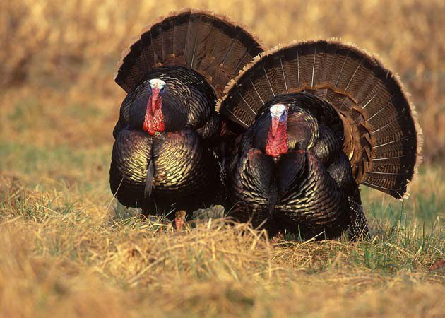 Turkeys have an appearance that many find unappealing.