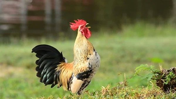 The crow of a rooster also reflects power and position in the flock.