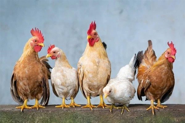 Hens can evolve into roosters if conditions are met.