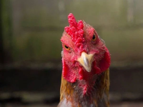 Perhaps it's better for hens not to crow.
