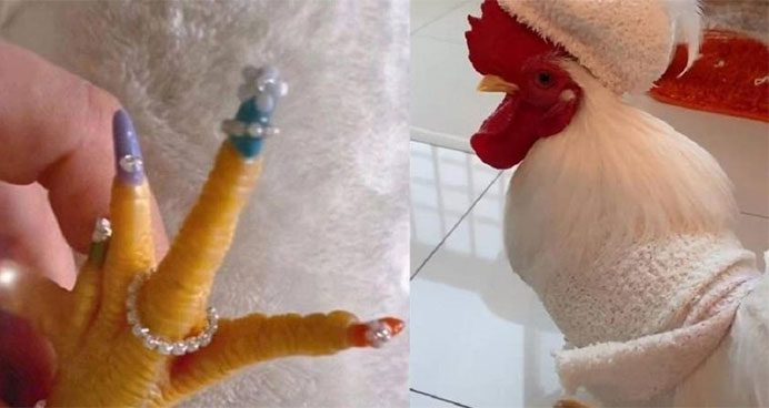 The rooster's eye-catching and standout nails