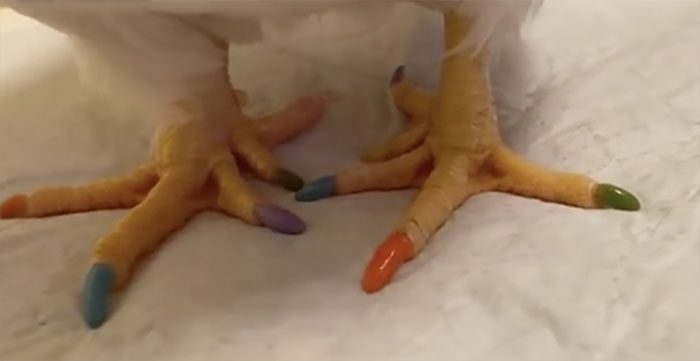 Rooster with manicured nails
