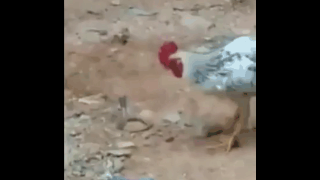 The rooster charges and pecks the cobra's head.
